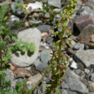 Photographie n°24000 du taxon Rumex bucephalophorus L. [1753]