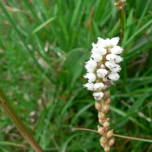 Photographie n°24005 du taxon Polygonum viviparum L. [1753]