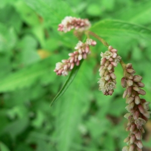 Photographie n°24006 du taxon Polygonum lapathifolium L. [1753]