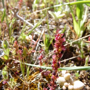 Photographie n°24012 du taxon Rumex bucephalophorus L. [1753]