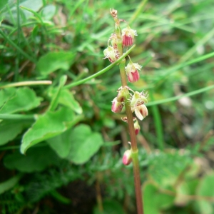 Photographie n°24014 du taxon Rumex scutatus L. [1753]