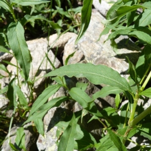 Photographie n°24015 du taxon Polygonum alpinum All. [1773]