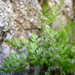 Oxyria acida Hook. & Arn. (Oxyria à deux styles)