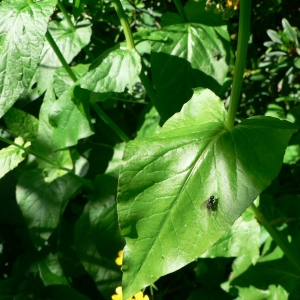 Photographie n°24018 du taxon Rumex arifolius All. [1773]