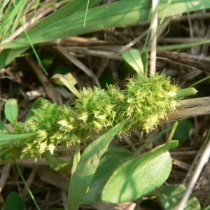 Rumex palustris Sm. (Oseille des marais)