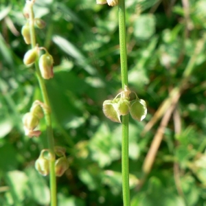 Photographie n°24033 du taxon Rumex scutatus L. [1753]