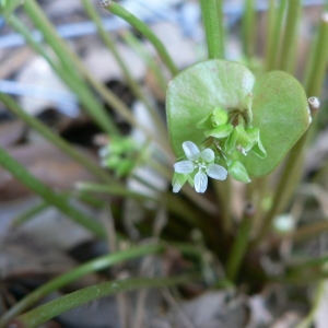 Claytonia perfoliata Donn ex Willd. (Claytone de Cuba)