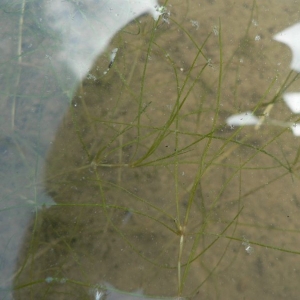 Photographie n°24043 du taxon Zannichellia palustris L. [1753]