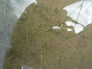 Mathieu MENAND, le 21 mai 2008 (Thémines)