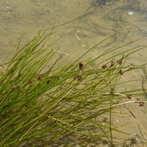 Photographie n°24047 du taxon Potamogeton pectinatus L. [1753]