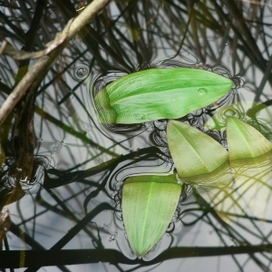 Photographie n°24050 du taxon Potamogeton polygonifolius Pourr. [1788]