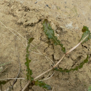 Photographie n°24052 du taxon Potamogeton crispus L. [1753]