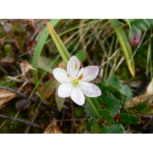 Alsinanthemum europaeum (L.) Greene (Trientale)