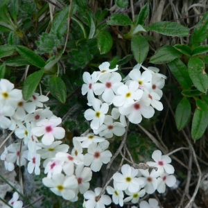 Photographie n°24069 du taxon Androsace villosa L. [1753]