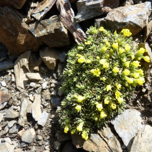 Photographie n°24080 du taxon Androsace vitaliana (L.) Lapeyr. [1813]