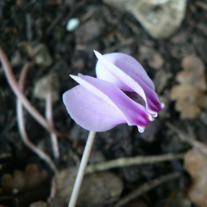 Photographie n°24081 du taxon Cyclamen hederifolium Aiton [1789]