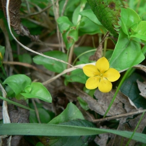 Photographie n°24085 du taxon Lysimachia nemorum L. [1753]