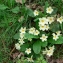  Mathieu MENAND - Primula vulgaris Huds. [1762]