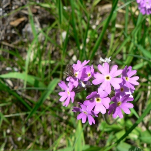 Primula farinosa var. hornemanniana (Lehm.) Knuth (Primevère alpine)