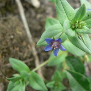 Photographie n°24098 du taxon Anagallis foemina Mill. [1768]