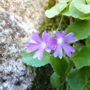 Photographie n°24105 du taxon Primula hirsuta All. [1773]