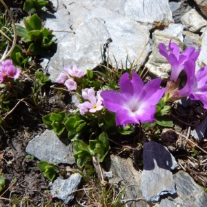 Photographie n°24107 du taxon Primula integrifolia L. [1753]