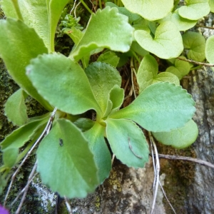 Photographie n°24115 du taxon Primula hirsuta All. [1773]