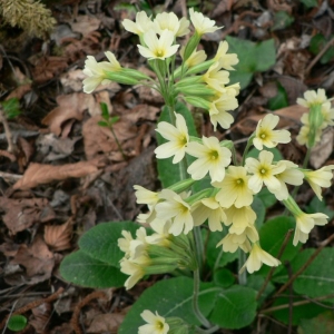 Primula veris var. elatior L. (Primevère des bois)