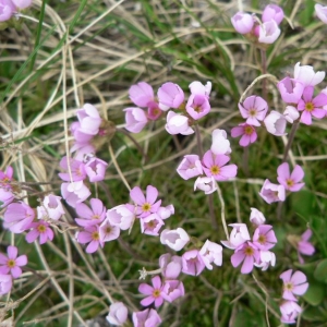 Photographie n°24126 du taxon Androsace carnea L. [1753]