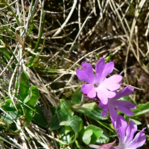 Photographie n°24129 du taxon Primula integrifolia L. [1753]