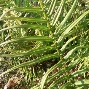 Pteris lanceolata Desf. (Fougère à feuilles longues)