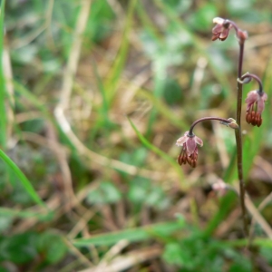 Photographie n°24142 du taxon Thalictrum alpinum L. [1753]