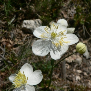 Photographie n°24145 du taxon Thalictrum tuberosum L. [1753]