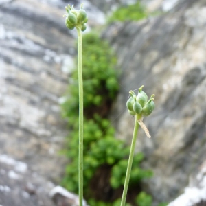 Photographie n°24148 du taxon Ranunculus thora L. [1753]