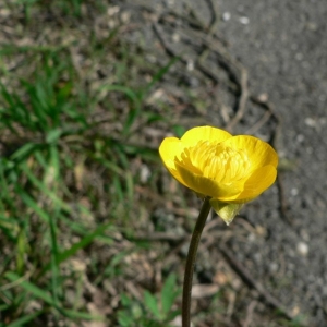 Photographie n°24151 du taxon Ranunculus bulbosus L. [1753]