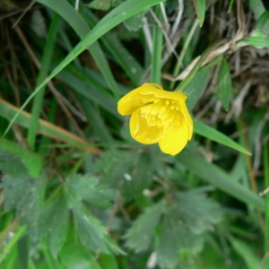 Photographie n°24163 du taxon Ranunculus repens L. [1753]