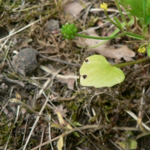 Photographie n°24166 du taxon Ranunculus ophioglossifolius Vill. [1789]