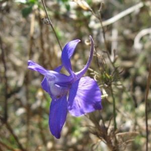 Photographie n°24173 du taxon Consolida ajacis (L.) Schur [1853]