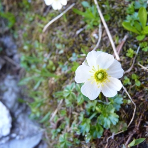 Photographie n°24178 du taxon Ranunculus alpestris L. [1753]