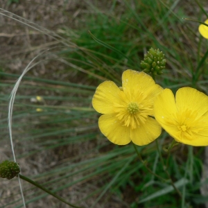 Photographie n°24188 du taxon Ranunculus gramineus L. [1753]