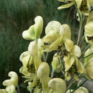 Photographie n°24199 du taxon Aconitum anthora L. [1753]