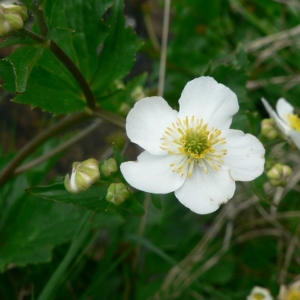 Photographie n°24200 du taxon Ranunculus aconitifolius L. [1753]