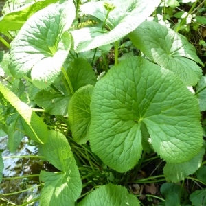 Photographie n°24202 du taxon Caltha palustris L. [1753]