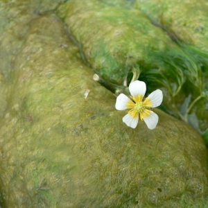 Photographie n°24203 du taxon Ranunculus trichophyllus Chaix [1785]