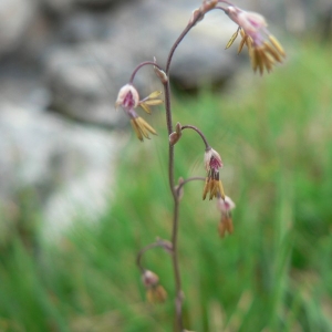 Thalictrum alpinum L. (Pigamon des Alpes)
