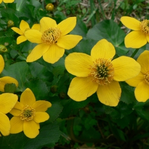 Photographie n°24212 du taxon Caltha palustris L. [1753]