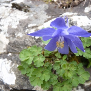 Photographie n°24213 du taxon Aquilegia pyrenaica DC. [1815]