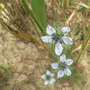 Photographie n°24219 du taxon Nigella damascena L. [1753]