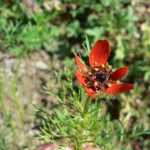 Photographie n°24222 du taxon Adonis flammea Jacq. [1776]