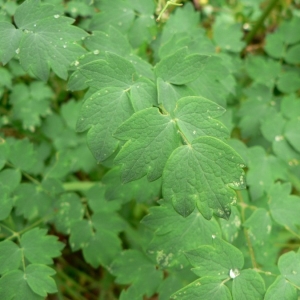  - Thalictrum minus subsp. majus (Crantz) Hook.f. [1870]